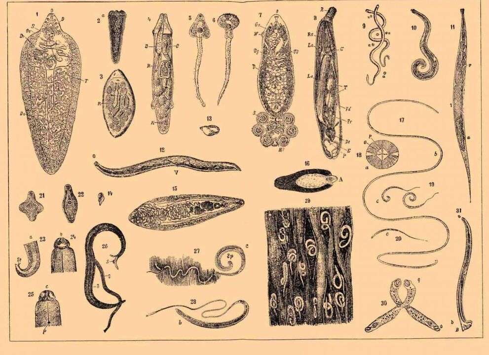 az emberi szervezetben élő paraziták típusai