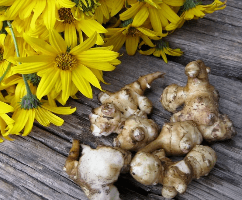 Csicsóka frissen facsart gyümölcslé készítéséhez paraziták ellen
