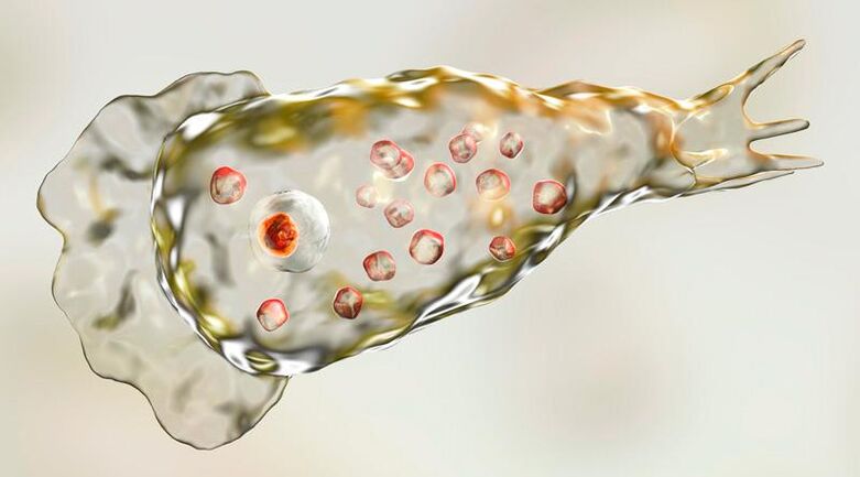 Amoeba Naegleria fowlera - az emberi agyban él, és halálos parazita