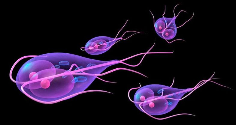 Giardia, amely az emberi vékonybélben él