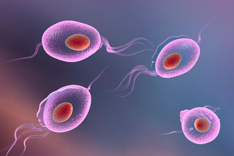 Trichomonas parazita - az emberi húgyúti rendszerben él