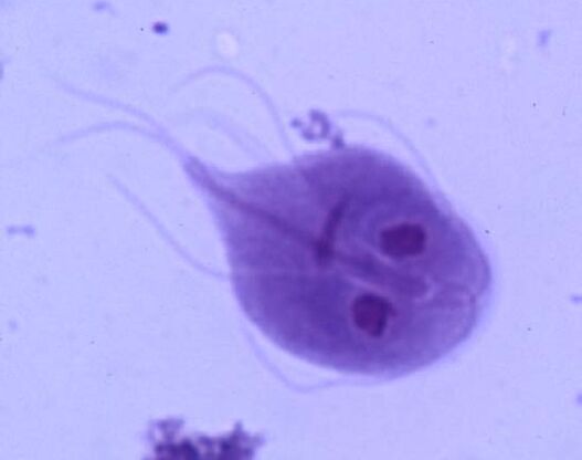 Giardia az emberi testből